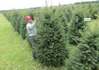 Más del 70% de árboles de navidad en Veracruz se producen en Perote, Las Vigas, Altotonga, Villa Aldama, Orizaba y Jalacingo.