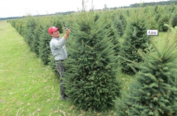 Más del 70% de árboles de navidad en Veracruz se producen en Perote, Las Vigas, Altotonga, Villa Aldama, Orizaba y Jalacingo.