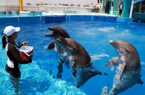 Visita el Acuario de Veracruz y diviértete conociendo las maravillas de la naturaleza marina