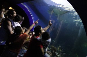 “A nosotros ya nos está pasando lo mismo que a Disneylandia, el centro de diversión estadunidense que ya quedó cercado y no puede crecer, lo mismo ocurre en el Acuario de Veracruz”.- Armando Fernández, director del Acuario Veracruz