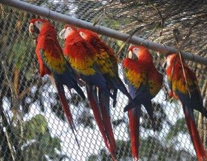 En el Rancho La Otra Opción, dentro la Reserva de la Biosfera de Los Tuxtlas, son adiestrados los ejemplares antes de su liberación.