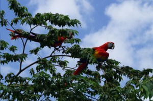 Solo Oaxaca y Chiapas son los estados en donde son halladas guacamayas rojas en libertad. Pronto también Veracruz.