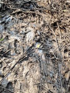 Algunos fotógrafos han logrado tomar imágenes donde se ven residuos de hidrocarburos.