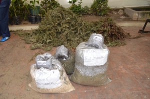 Con el reciclaje de árboles navideños se puede obtener composta para nutrir nuevos cultivos de especies arbóreas.