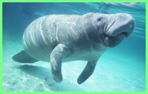 El manatí es una especie lacerada por la mano del hombre al filo de su desaparición en la entidad, por ello urgen acciones para su rescate y, sobre todo, su protección.