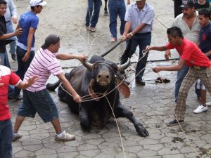 toros de tlacotalpan