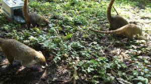 Hoy los animales disfrutan de su libertad. La Dematac pide a la gente que tome conciencia de que animales salvajes no son mascotas.