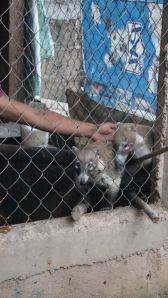 Los tejones fueron rescatados de cazadores furtivos, pero vivían en cautiverio.