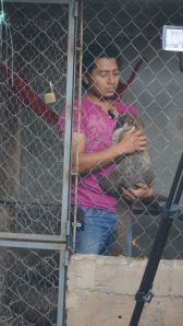 Los animales ya se habían acostumbrado al contacto humano. Josué y Angélica sufrieron al separarse de los tejones que no son mascotas.