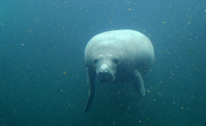 En 1998, el Acuario de Veracruz recibió y adoptó 2 manatíes (Silvia y Pablo)  huérfanos que provenían del río Calzadas. Se consideraban los últimos ejemplares vivos. (Foto Acuario Veracruz) 
