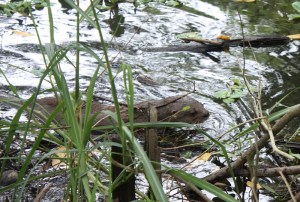 La bióloga logró también fotografíar nutrias en el río, que también están en peligro
