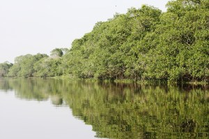 Este es el manglar en el afluente San Antonio, donde se logró tomar las fotos de los manatíes.