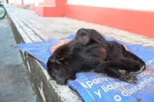 Una familia encontró en la carretera en ampliación (Villahermosa-Escárcega) una mona adulta atropellada con una cría la cual todavía estaba viva.  El bebé se encontraba en un estado físico de gravedad con costillas y otros huesos fracturados. Ambas murieron.