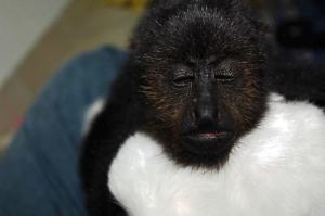 La cría de la mona atropellada falleció finalmente, no pudo sobrevivir.