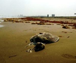 Hallan restos de tortuga Carey en Coatzacoalcos.
