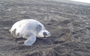 En playas de Boca del Río, desova una tortuga lora... quizás desorientada por el norte