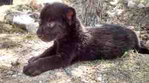 El nombre de la cría es ‘Ocho venado garra jaguar’ y nació el pasado 12 de abril. Las autoridades del zoológico esperarán hasta que cumpla dos años para liberarlo en su hábitat natural.