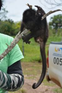 Cuando fue localizado el mono, éste se encontraba en condiciones deplorables debido a que había sido mordisqueado por los perros de rancho.