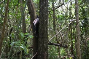 La mamá mono identificó a su cría desde lo alto del árbol. Y bajó venciendo sus miedo para recuperarla.