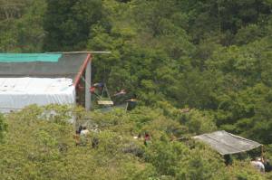 Las guacamayas fueron donadas por el parque ecológico Xcaret de Cancún y antes de su liberación fueron incorporadas a un plan de adiestramiento de la UNAM para su vida salvaje.