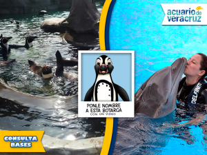 Quieres estar en la inauguración del Pingüinario? ¡PARTICIPA EN EL CONCURSO! ponle nombre a la mascota (Pingüino) del Acuario de Veracruz y GANA: 1) Estar en la inauguración del Pingüinario con tres acompañantes. 2) Nado Junior con Delfines. 3) Pase anual con dos acompañantes y Kit de souvenirs. Sólo tienes que hacernos llegar un video no mayor a 20s al coreo redesacuario@gmail.com en donde propongas un nombre para esta simpática mascota.