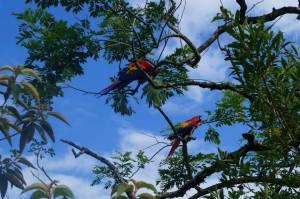 Ortega y Panchito lograron adaptarse 100% a la vida salvaje, sin necesidad de volver con sus criadores humanos.