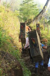 Las guacamayas fueron trasladas desde marzo pasado en enormes jaulas, cargadas a espaldas, a través de la selva veracruzana hasta llegar al vivero.