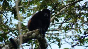 El mono aullador, junto con el tucán, son una de las especies endémicas que todavía se hallan en Rincón Grande.