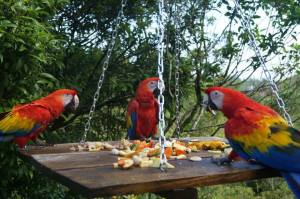 La mayoría de las aves siguen regresando por comida, con sus criadores humanos.