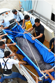 Personal calificado realiza las labores de traslado.