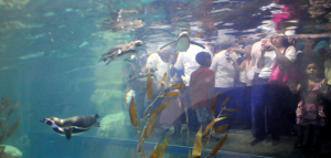 ¡Fascinantes amiguitos!