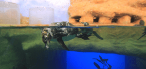 En el Acuario de Veracruz ya está abierto al público el pingüinario.