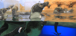 Son bellos ejemplares traídos desde sudámerica.