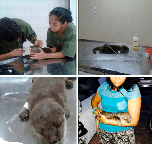 La nutria hasta anoche estaba a punto de morir; el Acuario espera su recuperación y su estado es delicado.