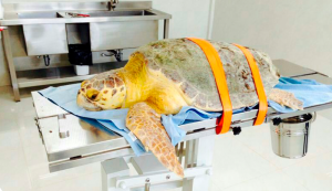 La tortuga caguama estará en observación hasta que se recupere 100 % para luego ser liberada.