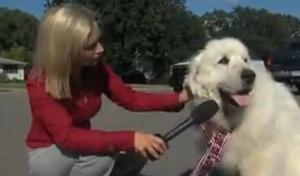 La prensa de Estados Unidos entrevista al perro-alcalde.