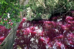 Ecocidio en Tierra Blanca por derrame de gasolinas.