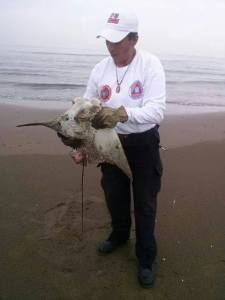 El hallazgo de este ejemplar muerto fue reportado durante las primeras horas de este día por personas que se encontraban en la zona costera a unos metros de la avenida Abraham Zabludovsky, frente al Fiesta Inn.