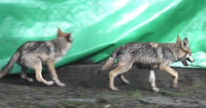 Las crías permanecen saludables.