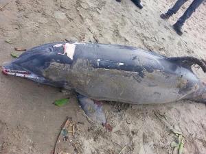 Fue encontrado en la orilla del mar, por la colonia Playa Sol.