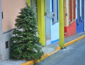 No abandones tu árbol, mejor recíclalo. Hay más de 140 centros de acopio en 47 municipios de Veracruz.