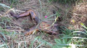 El cadáver fue hallado en estado de putrefacción y semi-desnuda.