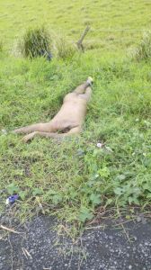 Lo tiran desnudo, a 400 metros del rastro municipal de Lerdo de Tejada.