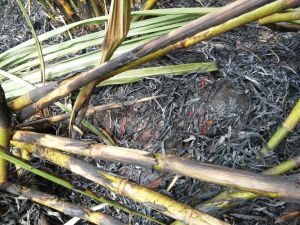 Restos humanos de un ejecutado en Naolinco.