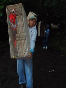 Estos ejemplares fueron traídos desde Cancún, del aviario de X-Caret.