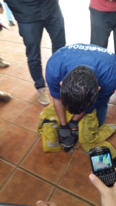 Al final, el cuerpo de Bomberos del Ayuntamiento sometió al extraño animal.
