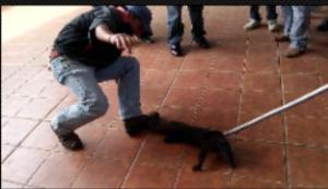 Tiene la semejanza a un hurón, pero más grande y es negro. (Foto E. Burgos)