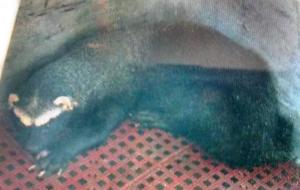 Fue enjaulado y será llevado a la Semarnat y Profepa.