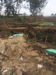 Solo quedaron ya los árboles destruidos; pondrán una plancha de concreto.