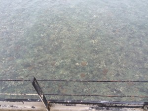 En esta gráfica, desde alta perspectiva, se ve claramente el ecosistema de arrecifes que fue destruida por BlueBell Panamá.